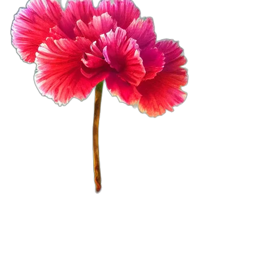 flower, crown, staff, umbrella transparent PNG cut-out