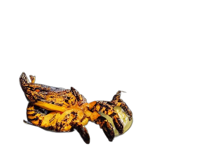 dragon, animal, shoes, food, photorealistic, concept art, 3d render, pixel art transparent PNG cut-out