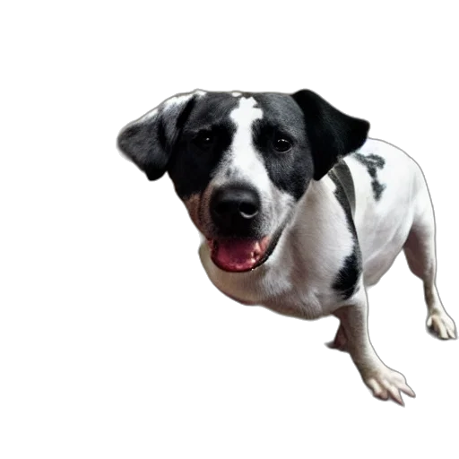 animal, staff, creature, photorealistic, 3d render, blind, dog, meat transparent PNG cut-out