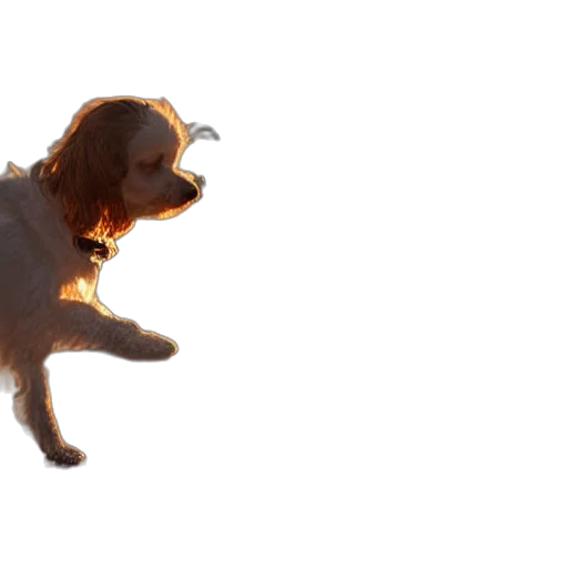 animal, creature, staff, hair transparent PNG cut-out