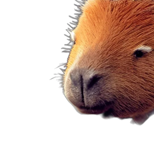 animal, hair, creature, face transparent PNG cut-out