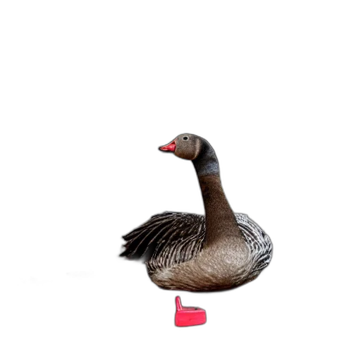 animal, creature, hat, food transparent PNG cut-out