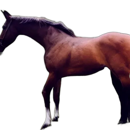 animal, creature, hair, crown transparent PNG cut-out