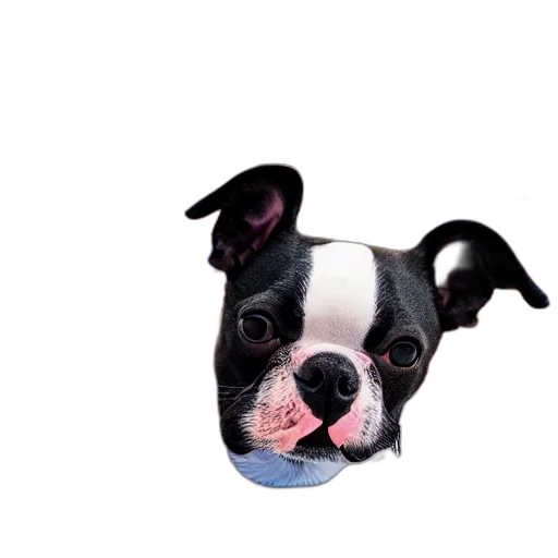 animal, face, hat, creature, photorealistic, 3d render, cartoon, pixel art transparent PNG cut-out