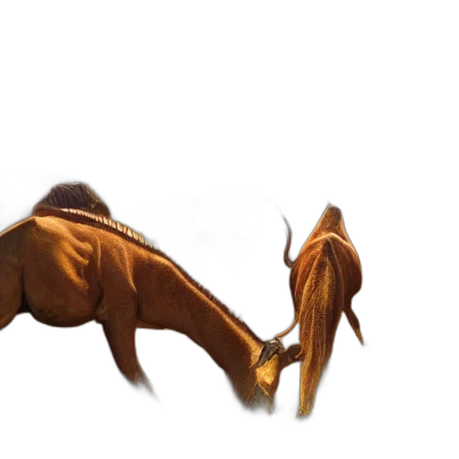 animal, hair, jacket, creature transparent PNG cut-out