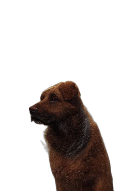 animal, staff, creature, face transparent PNG cut-out