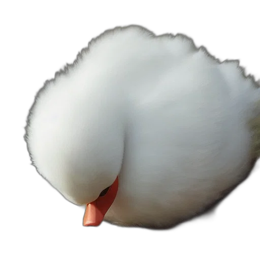 animal, creature, face, hat transparent PNG cut-out