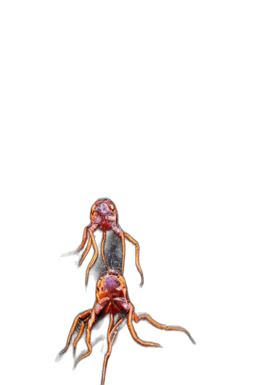 creature, animal, robot, staff transparent PNG cut-out