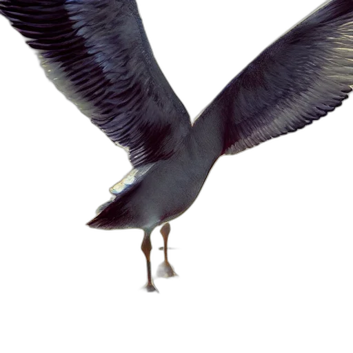 animal, staff, creature, shoes transparent PNG cut-out