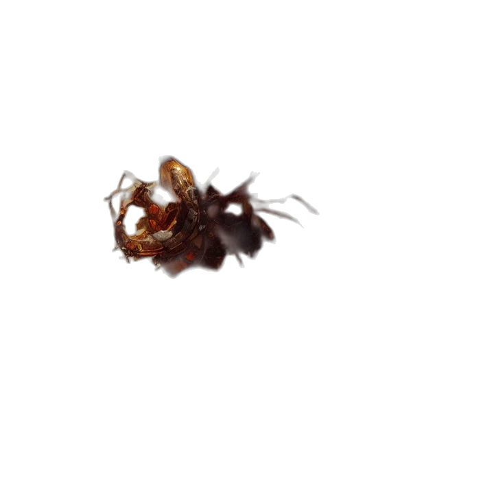 animal, creature, hair, staff transparent PNG cut-out