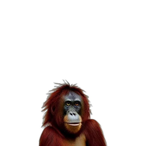 animal, creature, staff, face transparent PNG cut-out