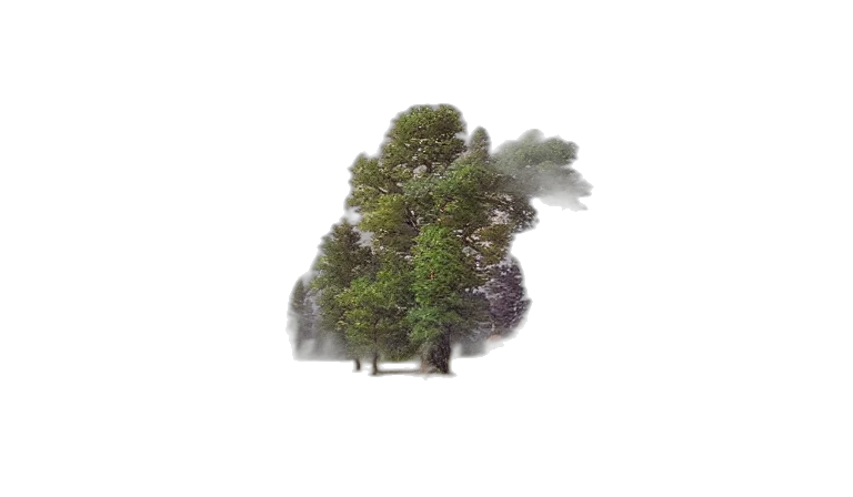 tree, crown, hair, staff transparent PNG cut-out