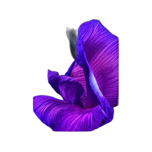 flower, hat, hair, crown transparent PNG cut-out