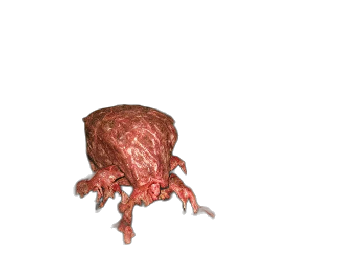 creature, animal, food, hat transparent PNG cut-out