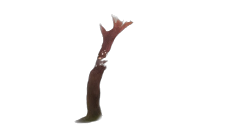 staff, hair, weapon, creature transparent PNG cut-out