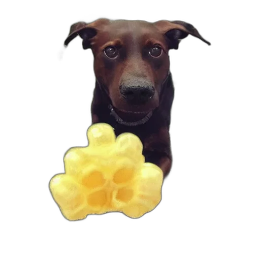 food, flower, animal, creature, photorealistic, 3d render, pixel art, dog transparent PNG cut-out