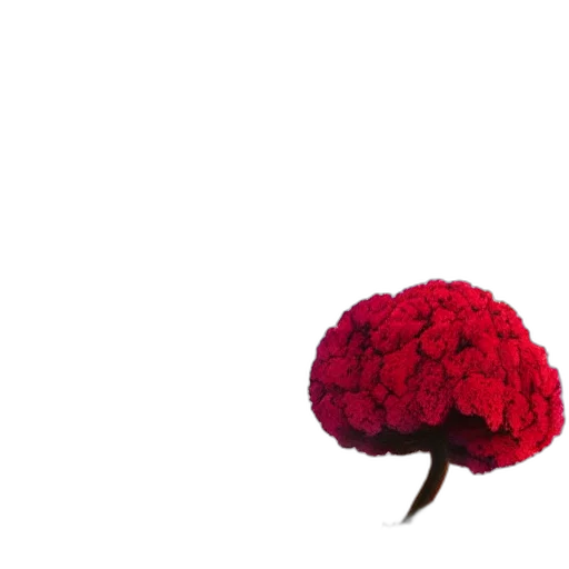 flower, crown, tree, hat transparent PNG cut-out
