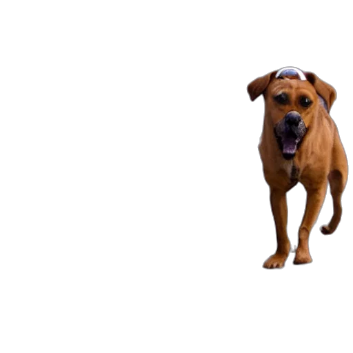 animal, creature, face, staff, 3d render, photorealistic, concept art, pixel art transparent PNG cut-out