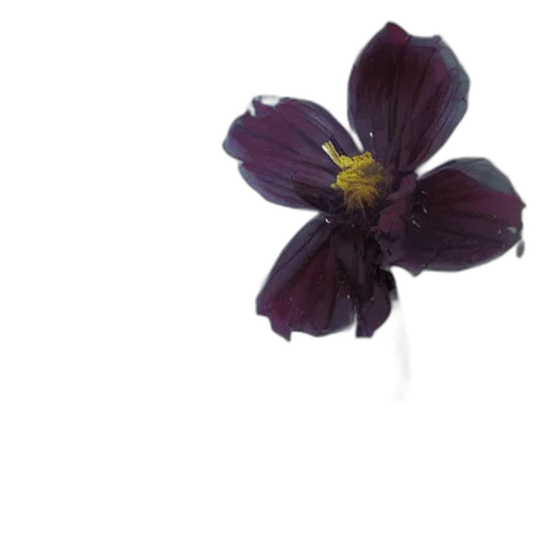 flower, crown, jewelry, staff transparent PNG cut-out