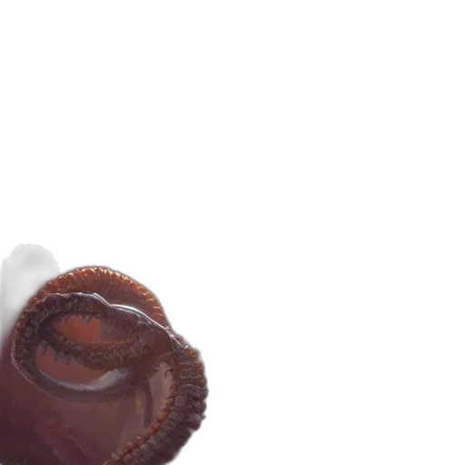 creature, food, hat, shoes transparent PNG cut-out