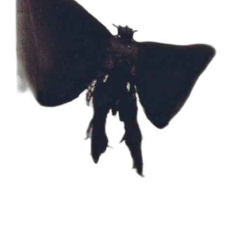 umbrella, jewelry, jacket, staff transparent PNG cut-out