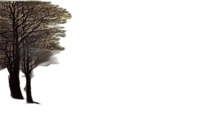 hair, tree, hat, crown transparent PNG cut-out