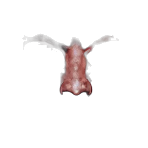 creature, animal, dragon, crown, photorealistic, 3d render, watercolor, concept art transparent PNG cut-out