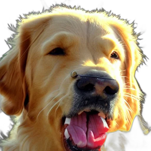 animal, face, staff, creature transparent PNG cut-out