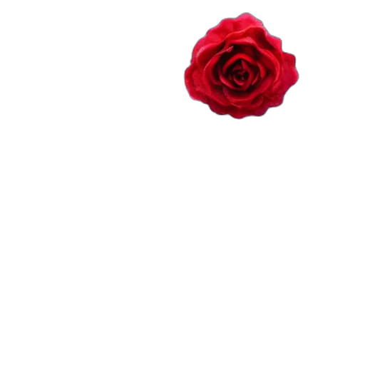 flower, crown, jewelry, hat transparent PNG cut-out