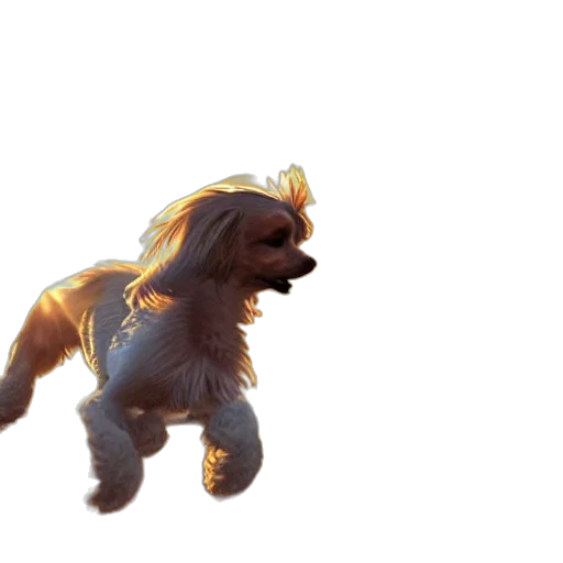 dragon, creature, animal, hair transparent PNG cut-out