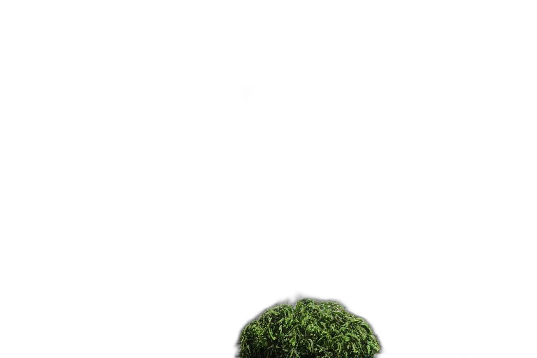 tree, hat, hair, crown transparent PNG cut-out