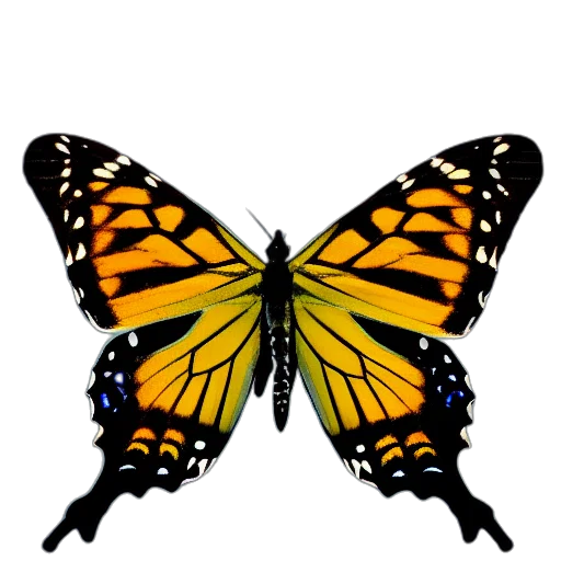 animal, jewelry, crown, creature transparent PNG cut-out