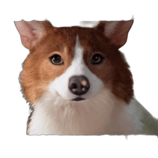 animal, face, creature, staff, photorealistic, 3d render, pixel art, oil painting transparent PNG cut-out