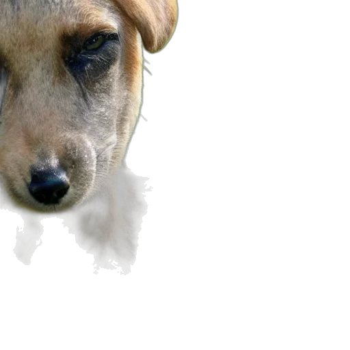 animal, creature, staff, face, photorealistic, 3d render, concept art, watercolor transparent PNG cut-out