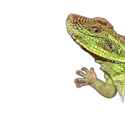 dragon, animal, creature, hat, photorealistic, 3d render, concept art, pixel art transparent PNG cut-out