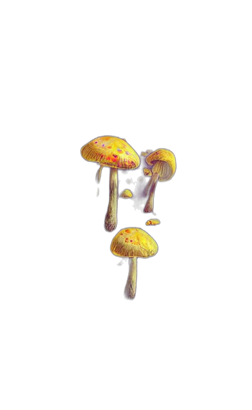 crown, umbrella, hat, food transparent PNG cut-out