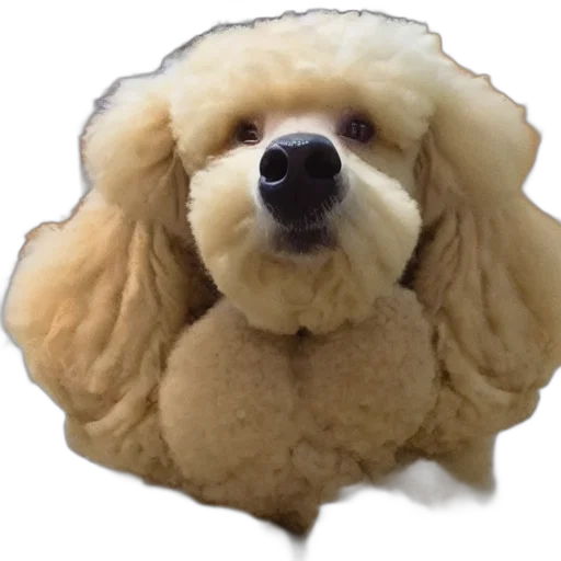 animal, creature, hat, face transparent PNG cut-out