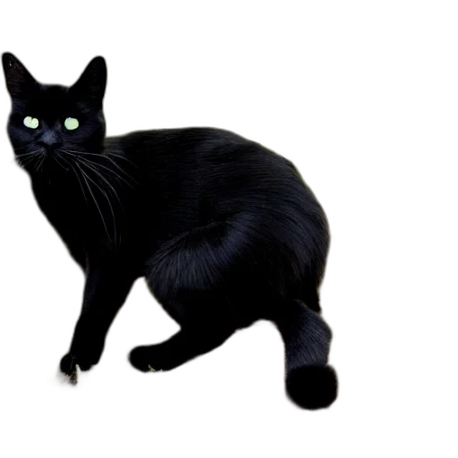 animal, creature, staff, hat transparent PNG cut-out
