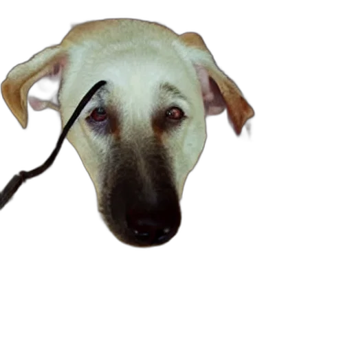 staff, animal, creature, face, photorealistic, 3d render, concept art, watercolor transparent PNG cut-out