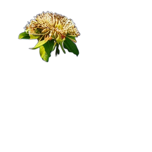 flower, crown, staff, tree transparent PNG cut-out