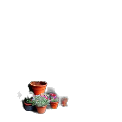 food, flower, furniture, shoes transparent PNG cut-out