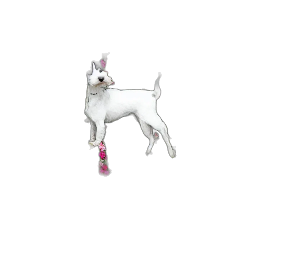 jewelry, animal, staff, weapon transparent PNG cut-out