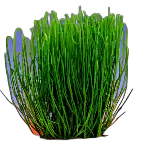 flower, crown, food, hair, 3d render, photorealistic, green, three transparent PNG cut-out