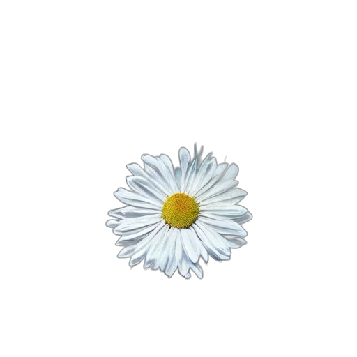 flower, jewelry, crown, staff, photorealistic, 3d render, pixel art, concept art transparent PNG cut-out