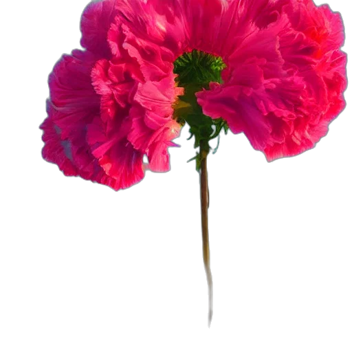 flower, crown, weapon, hat, photorealistic, 3d render, concept art, colorful transparent PNG cut-out