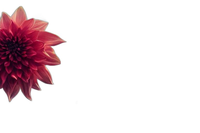 flower, crown, jewelry, umbrella transparent PNG cut-out