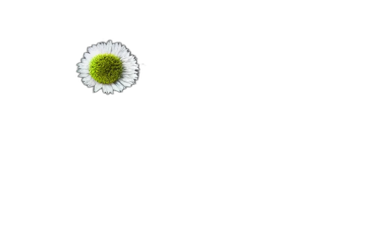 flower, weapon, staff, jewelry transparent PNG cut-out