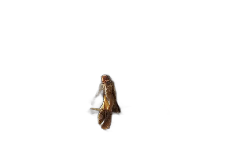hair, animal, creature, staff transparent PNG cut-out