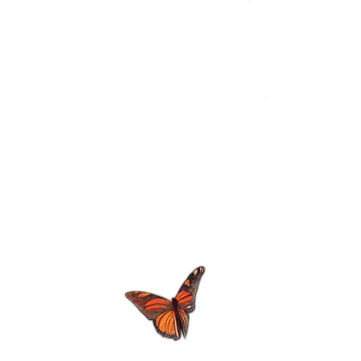 animal, creature, shoes, umbrella transparent PNG cut-out