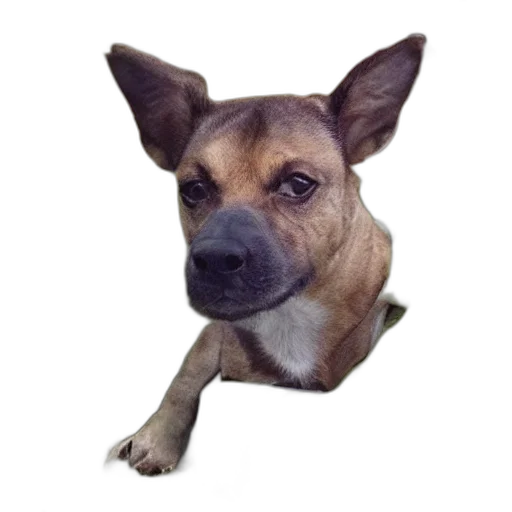 animal, staff, face, creature transparent PNG cut-out